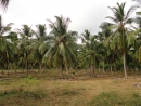 Vườn dừa ở Sri Lanka