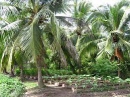 Hệ thống đa cây trồng dựa trên dừa: Một đánh giá phân tích về canh tác dừa ở Sri Lanka