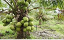 Philippine: Niềm hy vọng mới cho người trồng dừa