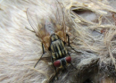  Shoo Fly: Dừa có thể đuổi ruồi không?