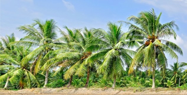 Cây Dừa trên Xứ Cù Lao