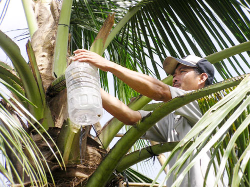 Mời đón xem “Ký sự DỪA” - Chuyên đề về các sản phẩm từ mật hoa dừa