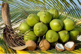 Triển vọng xuất khẩu trái dừa của các địa phương thuộc vùng núi, vùng sâu, vùng xa, hải đảo