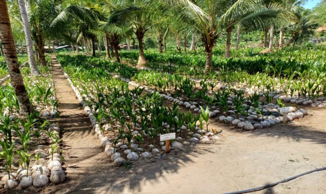 Ngành dừa của Philippines và cơ hội hợp tác với Việt Nam