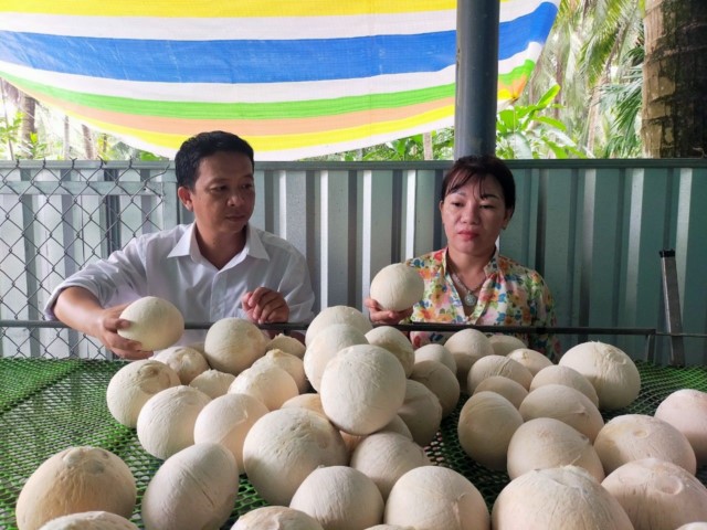 Giồng Trôm gương phụ nữ khởi nghiệp với dừa xiêm xanh gọt trọc