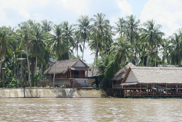 Dưới rặng dừa xanh