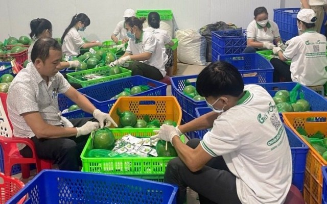 Bến Tre có 31 mã số vùng trồng và 03 doanh nghiệp được cấp mã số cơ sở đóng gói xuất khẩu