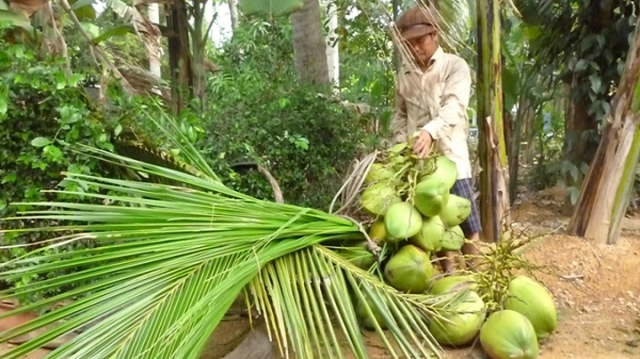 Nhân rộng giống dừa mới có lợi thế
