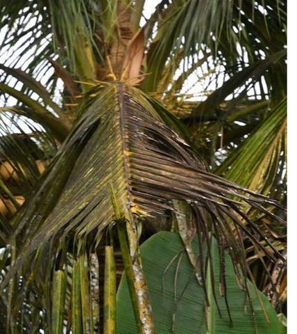 Nông dân trồng dừa lo lắng trước sự tấn công của ruồi trắng (*)