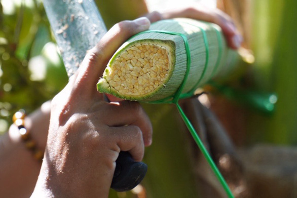 Chuyện mật hoa dừa đến Nhật