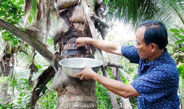 Giải pháp sinh học: Tối ưu cho bảo vệ vườn dừa