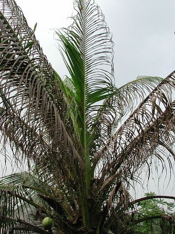 Biện pháp sinh học và lý học quản lý nhóm côn trùng hại dừa