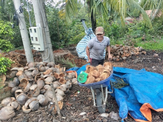 Dừa Bến Tre tăng giá, kinh tế phục hồi khá