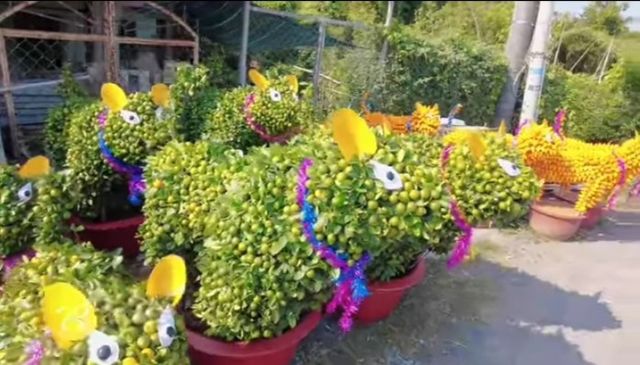 Chợ Lách, Cái Mơn ‘một thời để nhớ’...