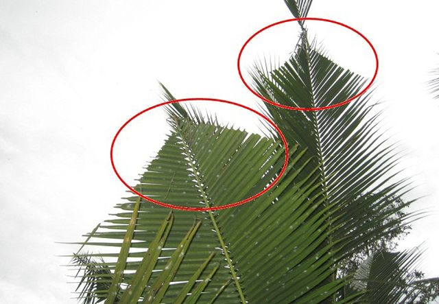 Trả lời bạn đọc về bệnh trên dừa 