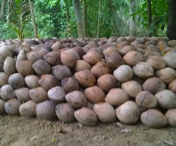 Ươm dừa giống thích ứng biến đổi khí hậu