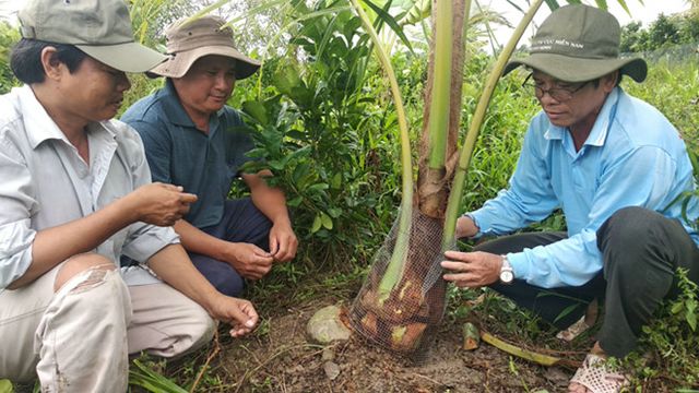 Người dân tự mua lưới cứng về bao để bảo vệ các gốc dừa con lại.
