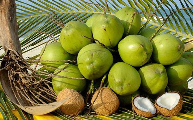 Trồng dừa xiêm giống hiệu quả ở Chợ Lách
