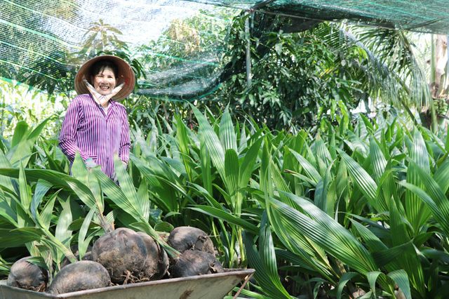 Tiêu chí cây đầu dòng đối với bưởi da xanh và cây dừa mẹ