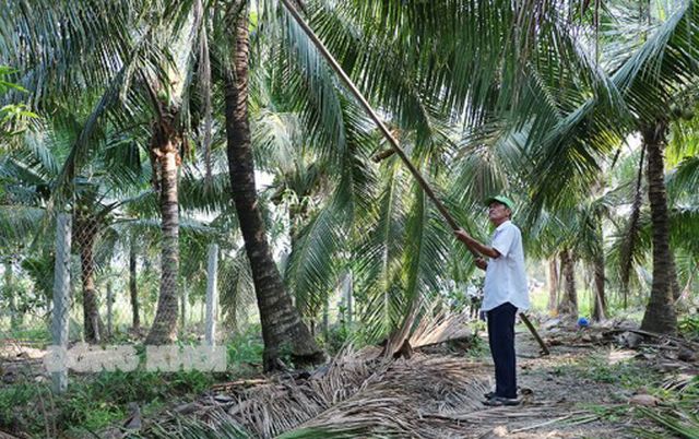 Sâu đầu đen gây hại trên 448ha dừa