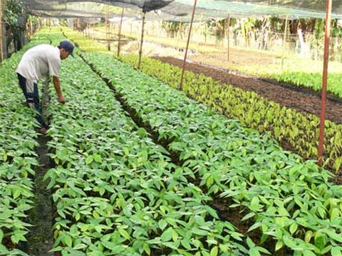 Để dự án 10.000 ha ca cao phát huy hiệu quả
