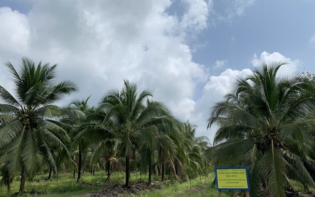 Phát triển giống dừa chất lượng, hiệu quả kinh tế cao