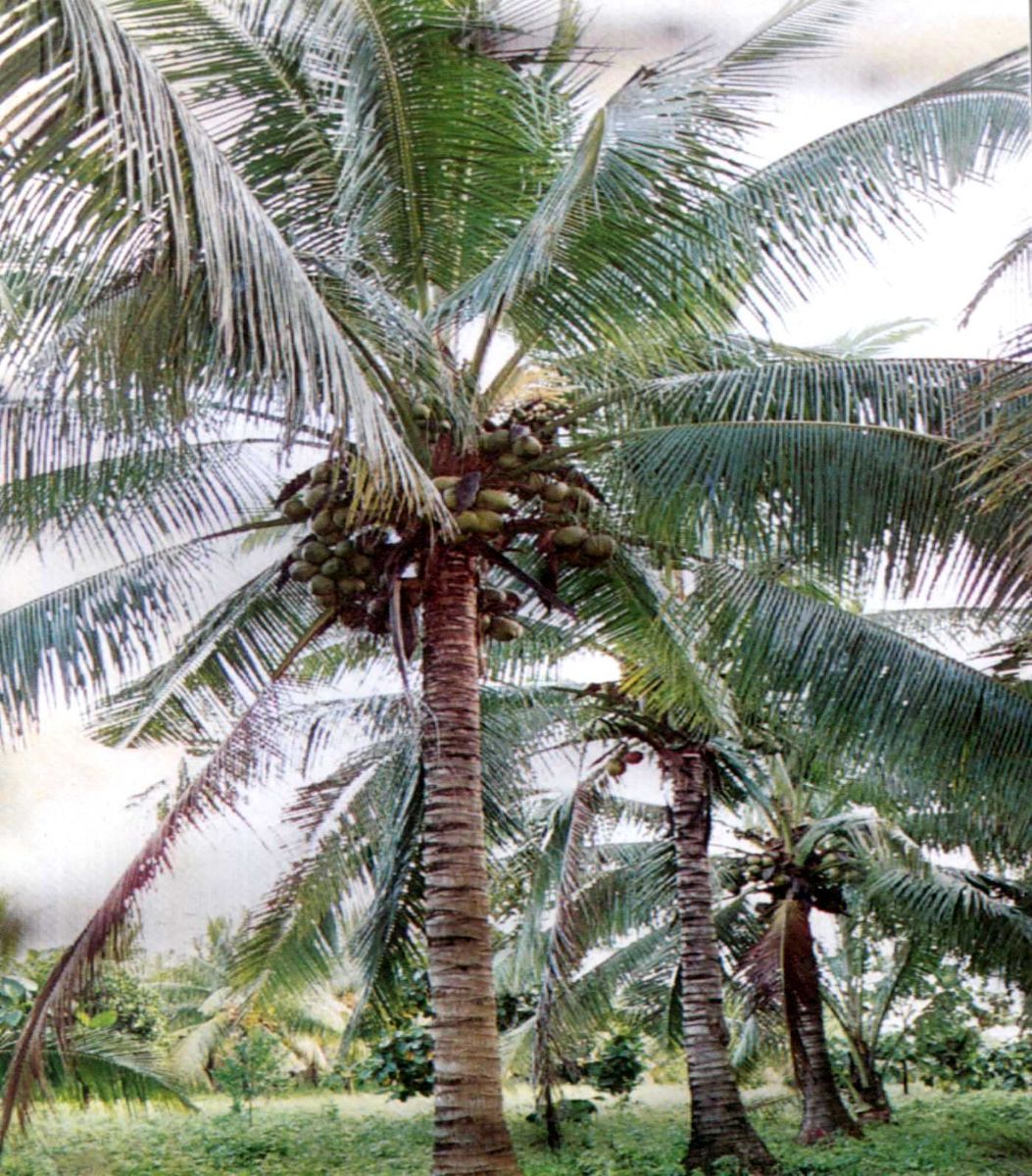 Lễ hội Dừa trên quê hương Đồng khởi