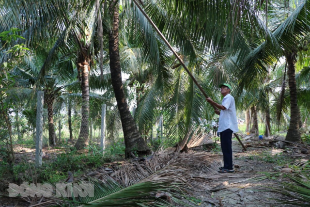 Tăng cường quản lý và phòng trừ sâu đầu đen hại dừa