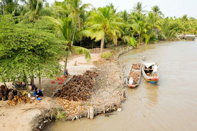 Xanh ngát rừng dừa quê hương, bài 1: