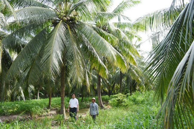 Xanh ngát rừng dừa quê hương, bài 2: