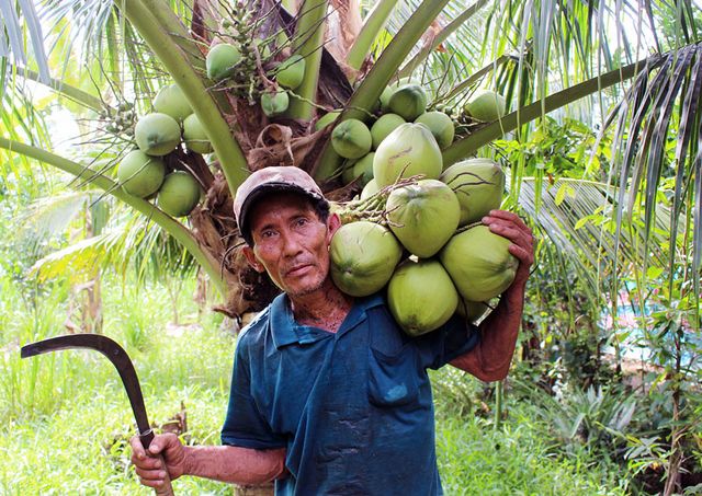 Ăn cơm dưới đất, làm việc trên... ngọn dừa