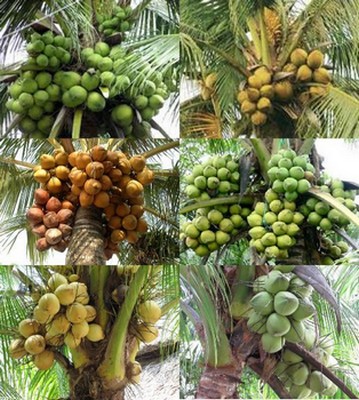 Giống và cách chọn giống – Ươm dừa giống