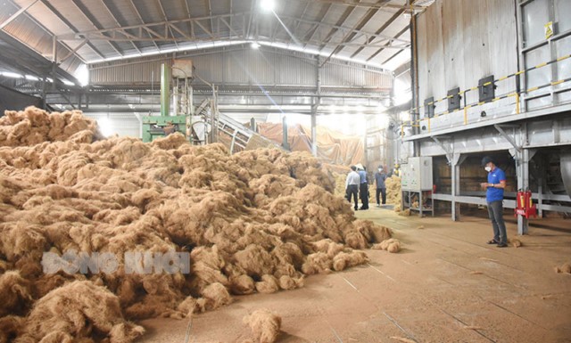 Sức sống mới cho cây dừa Bến Tre, bài 1: