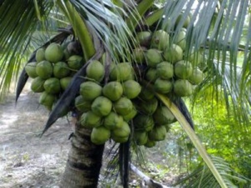 Kết qủa triển khai Dự án: “Thực hiện giai đoạn nhân rộng dự án Du nhập trồng và phát triển 200 ha dừa Dứa tại tỉnh Bến Tre”.