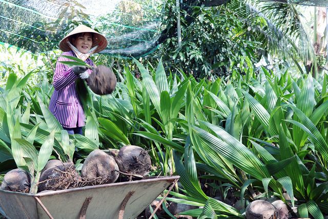 Câu chuyện dưới tán dừa xanh