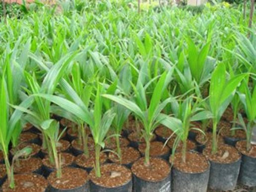 Chương trình Phát triển ngành dừa tỉnh Bến Tre đến năm 2020