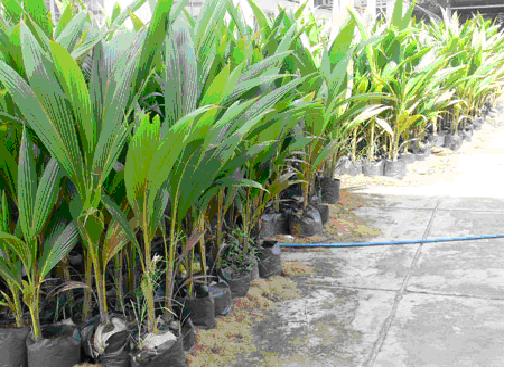 Triển vọng từ dự án 500 ha dừa dứa