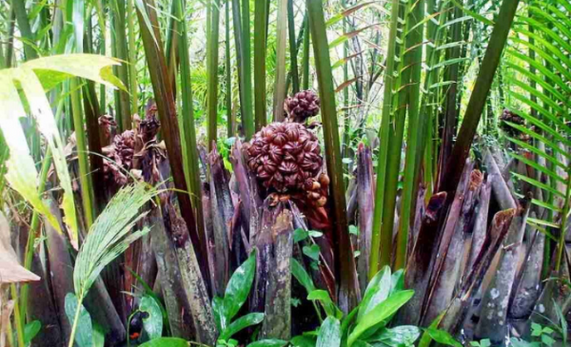 Cần tìm đầu ra cho sản phẩm cọng lá dừa nước