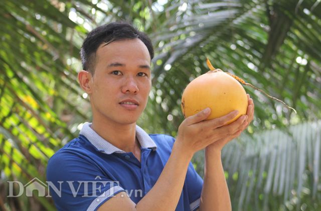 Tìm hiểu thêm về trái dừa Phú Quý
