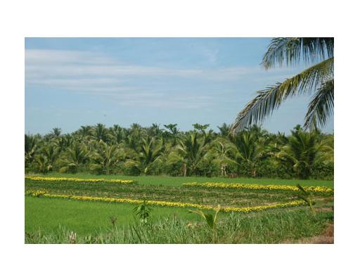Nặng lòng với cây dừa quê hương