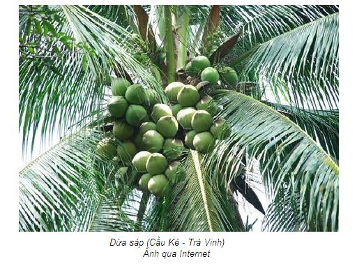 Làm tăng tỷ lệ đậu trái của dừa sáp