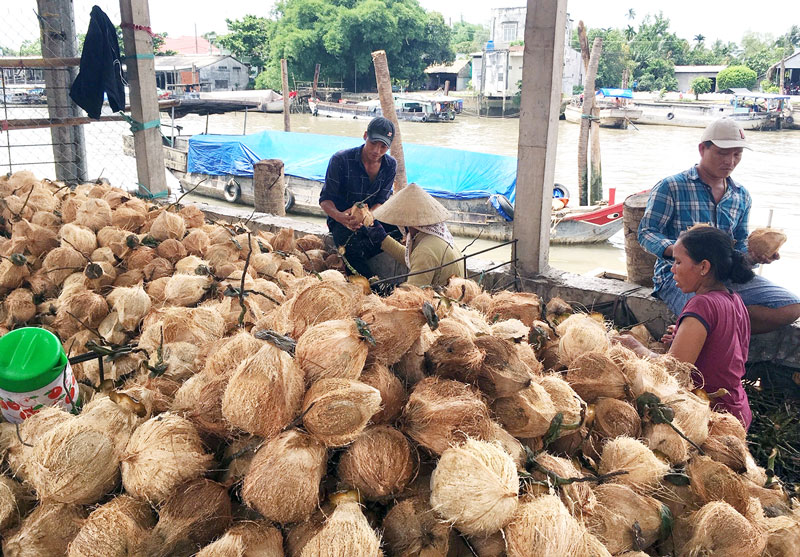 Trăm năm sông Thom (kỳ cuối)