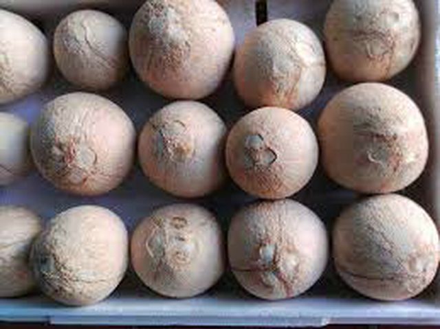 Tìm mua dừa xiêm xanh, xiêm đỏ đánh trọc