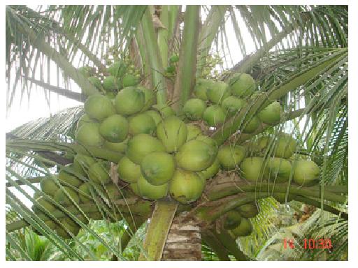 Kết quả Dự án “Phát triển giống dừa chất lượng cao giai đoạn 2009 – 2010”