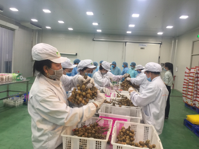 Doanh nghiệp Bến Tre chuẩn bị để thích ứng với EVFTA