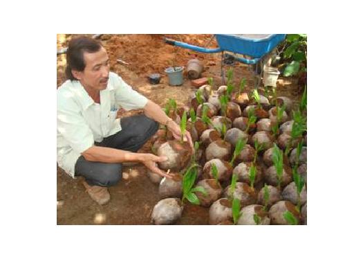 Hãy thận trọng khi mua giống dừa xiêm dây