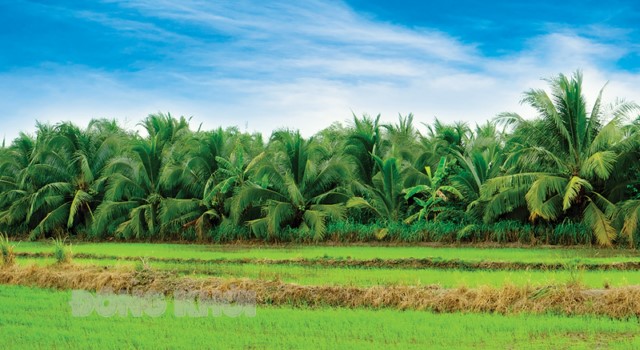 Thấy dừa thì nhớ Bến Tre