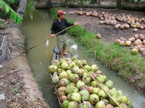 Tìm hiểu về quy trình sơ chế trái dừa tại Bến Tre