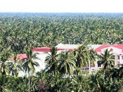 Bến Tre - Nơi có diện tích trồng dừa và sản lượng dừa lớn nhất Việt Nam