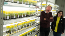 ICC khám phá sự hợp tác sâu hơn về nuôi cấy mô và tài nguyên di truyền tại Alliance Bioversity & CIAT, KU Leuven